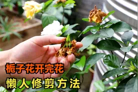 栀子花开完花以后，一个懒人“修剪”法，下次开花更旺视频封面