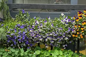 盆栽植物缺水干枯萎蔫怎么办？不用担心，及时施救就能救活