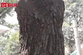 密集恐惧症慎入！成都一街道几十颗树爬满小黄虫，怎么回事？视频封面