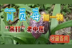 川贝母的妙用。收藏备用视频封面