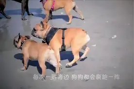 狗狗在沙滩上刨坑，结果挖出了 一个大家伙，狗：这家伙好凶哦视频封面