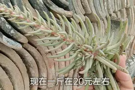 老农民房顶长了这种植物，真高兴，20元一斤，只有农村人才知道视频封面