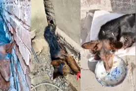 大狗被卡墙缝八九天奇迹生还，被救出后那一幕画面令人揪心视频封面