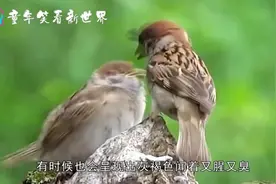 农村常见的_麻雀屎_，到底有什么作用？看完长知识了 超清视频封面