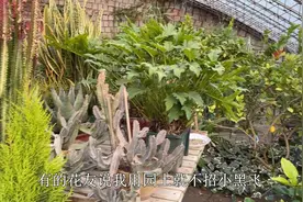 冬季养花“小黑飞”泛滥，教你“一招”，杜绝小黑飞困扰视频封面