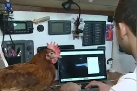 鸡生赢家，每天只要在船上下下蛋，就能环游全世界