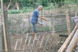 爸爸锄地种菜心，菜种和沙一起捞均再撒到菜地上，最后用柴灰做肥视频封面