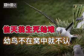 灰头信天翁太狠了，幼鸟掉出窝里就不认！鸟宝宝奋力自救终于脱险