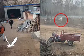 大鹅醉酒后振翅“飞”出一里地 主人拔腿狂追撵不上 监拍爆笑一幕视频封面