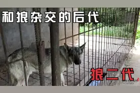 朋友就喜欢养猛犬，德牧狼青，还有和狼杂交的“狼二代”来欣赏下