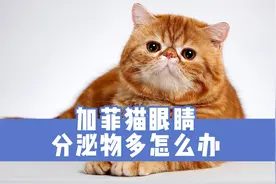 加菲猫眼睛分泌物多怎么办？将这4件事情做好