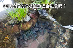 冬眠阶段的冷水鲶鱼还会进食吗？喂食试下，结果和想象的完全不同视频封面