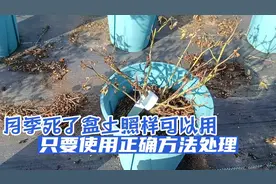 月季死了盆土照样可以用，只要使用正确方法处理，废物就可再利用