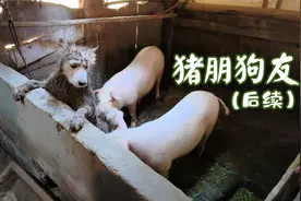 跟猪养在一起的萨摩耶后续来了视频封面
