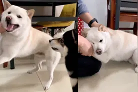 狗狗干坏事被发现，主人一抬手狗子秒变怂，狗：主人贴贴不准打我视频封面