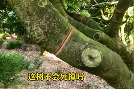 荔枝环剥技术干货分享，解秘核心原理，打消果农多年疑惑视频封面