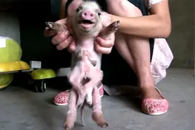 涨姿势了！六条腿的猪你见过吗？快来和我一起长长见识吧！视频封面