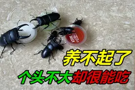 这些锹甲太能吃了，两天就一个果冻，这样下去还养得起吗