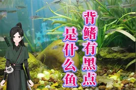 野采一抄网下去，全是这种鱼鳍带黑点小鱼，鳑鲏鱼苗饲养方法视频