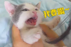 小奶猫2个月还不愿意断奶，只能找猫妈妈下手了！
