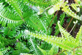 《芒萁草》在农村是路边野草，可谁知道它的医药作用如此巨大？