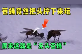 不可思议！苍蝇竟然把自己的头拧下来玩，无头的苍蝇可以活下去吗视频封面