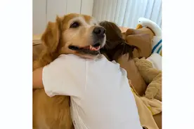 暖心的狗狗怕主人淋雨感冒，给主人煮了一碗姜茶！