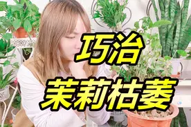 茉莉买回家就枯萎是怎么回事？用手往花盆探一下，轻松解决这问题视频封面