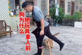 农村训犬师精彩讲述，分析狗为什么爱叼东西到主人面前，真够专业视频封面