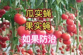 瓜果外面好好的，里面为啥有虫子？两个小方法，一个虫子也没有