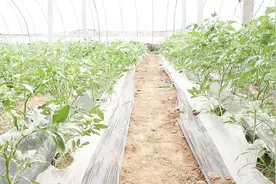 管理不当造成西红柿萎焉，解决方法很简单视频封面