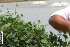 田七叶子能生吃，而且对喉咙有好处，美食主持知道后一直吃不停