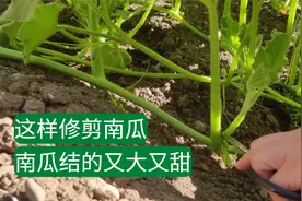 【南瓜种植】这样修剪南瓜 南瓜结的又大又甜视频封面