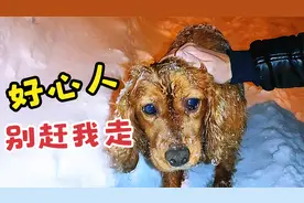 奄奄一息的流浪狗雪中被救，吃饱喝足后不愿出门，生怕再次遭抛弃视频封面
