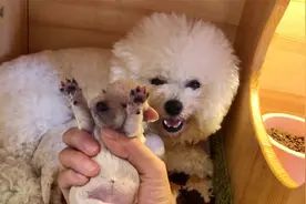 宠物店偶遇4只刚出生的比熊宝宝，在狗妈妈怀里，好温馨的一窝啊