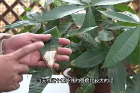 发财树叶片不停长斑的几个原因，分析一下看你属于哪一种视频封面