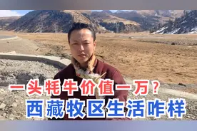 藏区牧民有多豪？川藏线随处可见的牦牛，一头就价值一万块