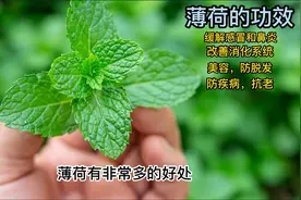 薄荷的功效有非常多，包括有缓解感冒，鼻炎，改善消化系统等等.