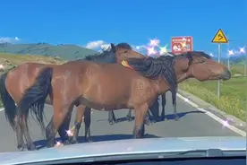 太魔性了！车友路遇几匹马“压马路”，对视后马儿竟“原地蹦迪”视频封面
