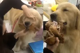 天降横财又收走！天津一金毛遛弯捡回烧鸡，整只塞嘴被主人硬拽走视频封面