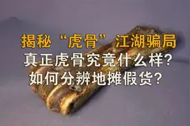 揭秘“虎骨”江湖骗局，真正虎骨究竟什么样？如何分辨地摊假货？视频封面