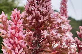 村中老屋顶上生长着一种多肉植物，现在已经很难见到，可入药视频封面