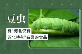 豆虫——有"河北仅有，苏北特有"名誉的食品