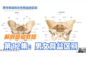 13分钟，详解男性女性骨盆区别，视频最后，分析女人易假胯宽原因