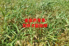 防除麦田芦苇草小技巧，用这个配方，一次就能除干净视频封面