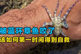 当你不小心被蓝环章鱼咬了，该如何自救？视频封面
