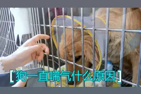 狗在什么情况下会一直喘气，狗一直喘气什么原因视频封面