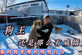 恶犬还需恶犬磨，打架斗殴的狗狗接下来过冬，狗王管理的明明白白