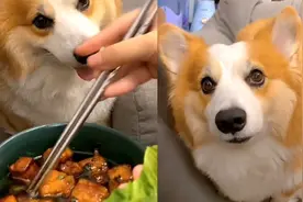 小狗被主人投喂蔬菜味排骨，狗子感觉嘎嘣脆但没味道：当个人吧！