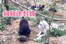 拉布超级顽皮让小泰迪讨厌，帮小泰迪捉刺猬，两只狗狗成了好朋友视频封面